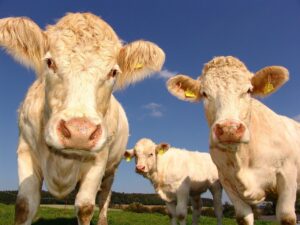 dotacje na bioasekurację - krowy